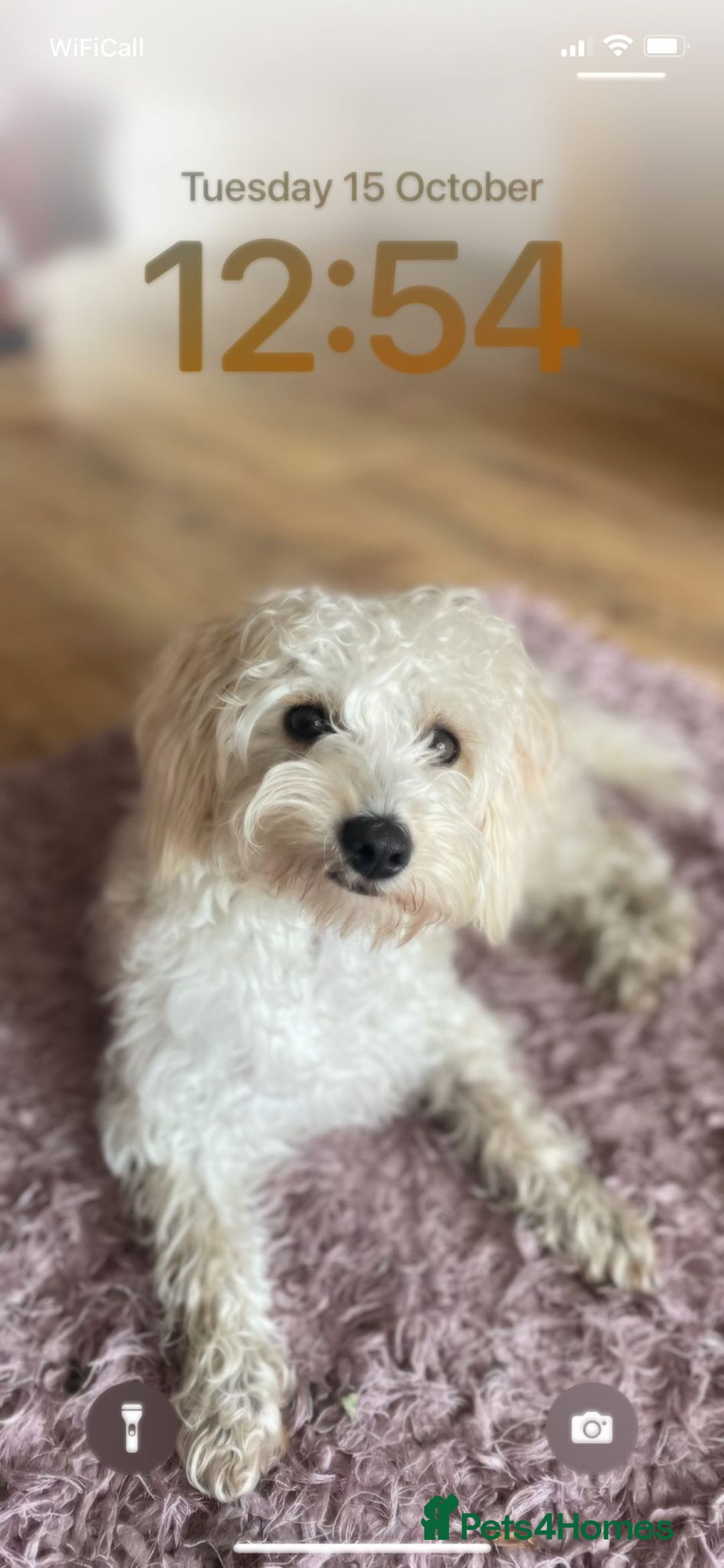 Mixed Breed dogs for sale: Westipoo  - Advert 3