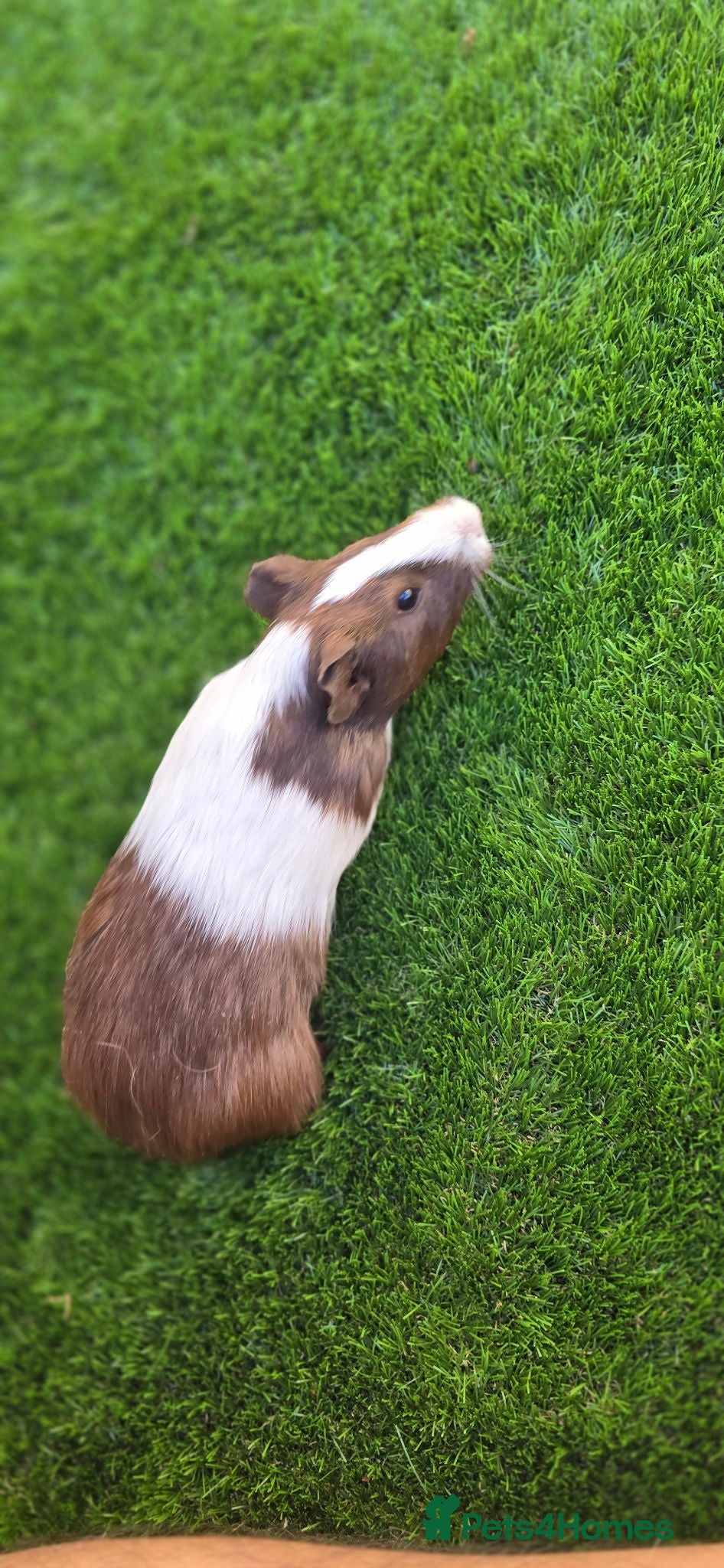 Guinea Pig rodents A LOVELY FEMALE AMERICAN GUINEA PIG 8 MONTHS - Advert 20