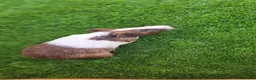 Guinea Pig rodents for sale: A LOVELY FEMALE AMERICAN GUINEA PIG 8 MONTHS - Advert 1