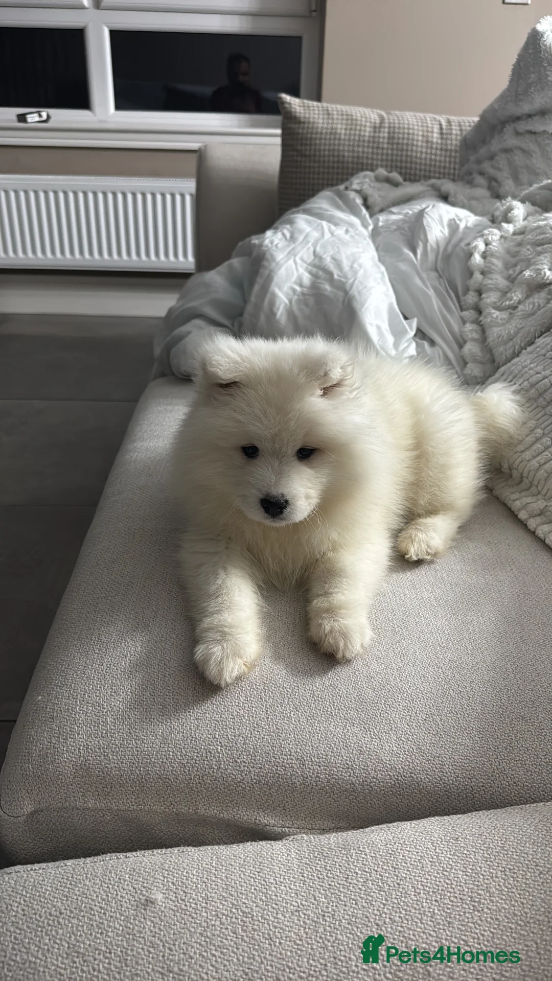 Samoyed dogs for sale: 9 week old Samoyed Female  - Advert 2
