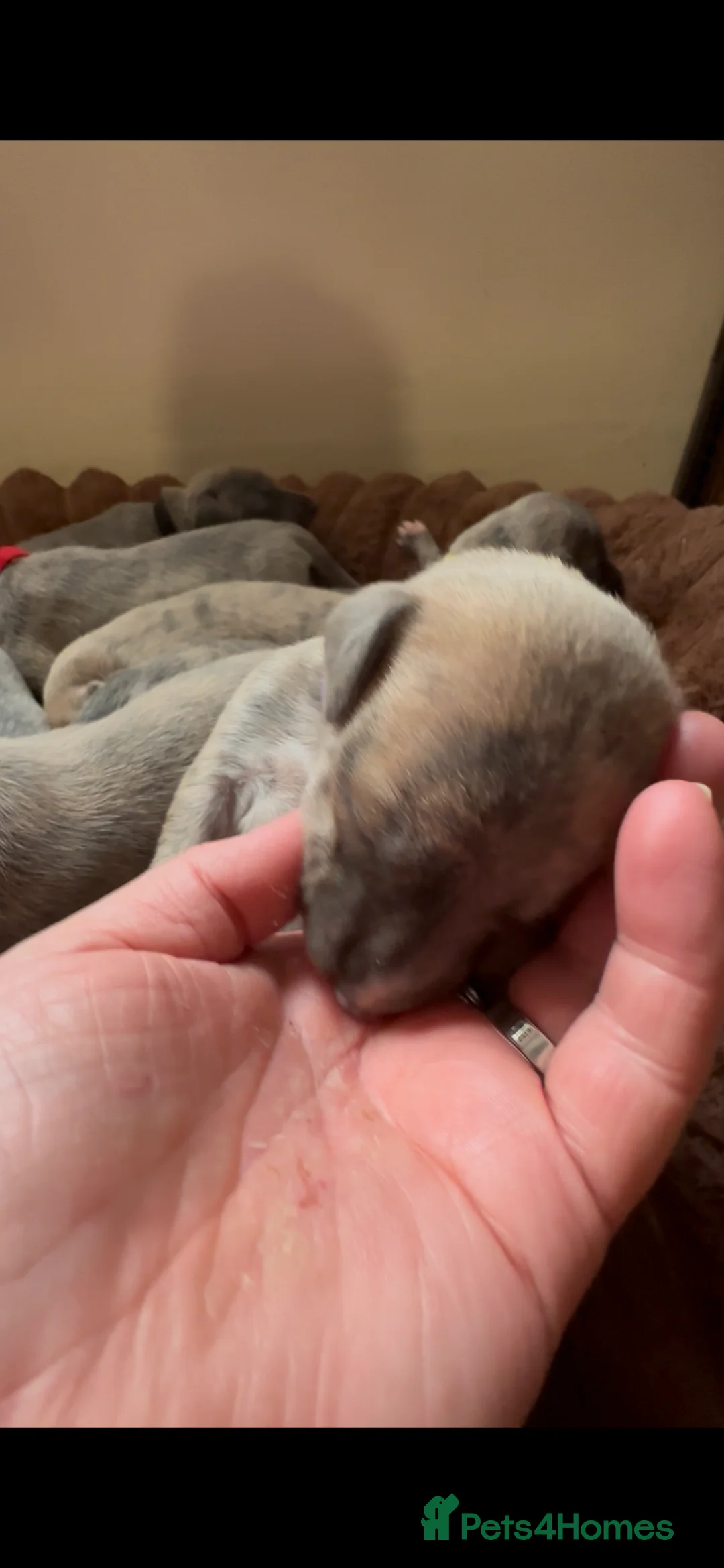 Whippet dogs for sale: STUNNING KC REGISTERED PUPS - Advert 4