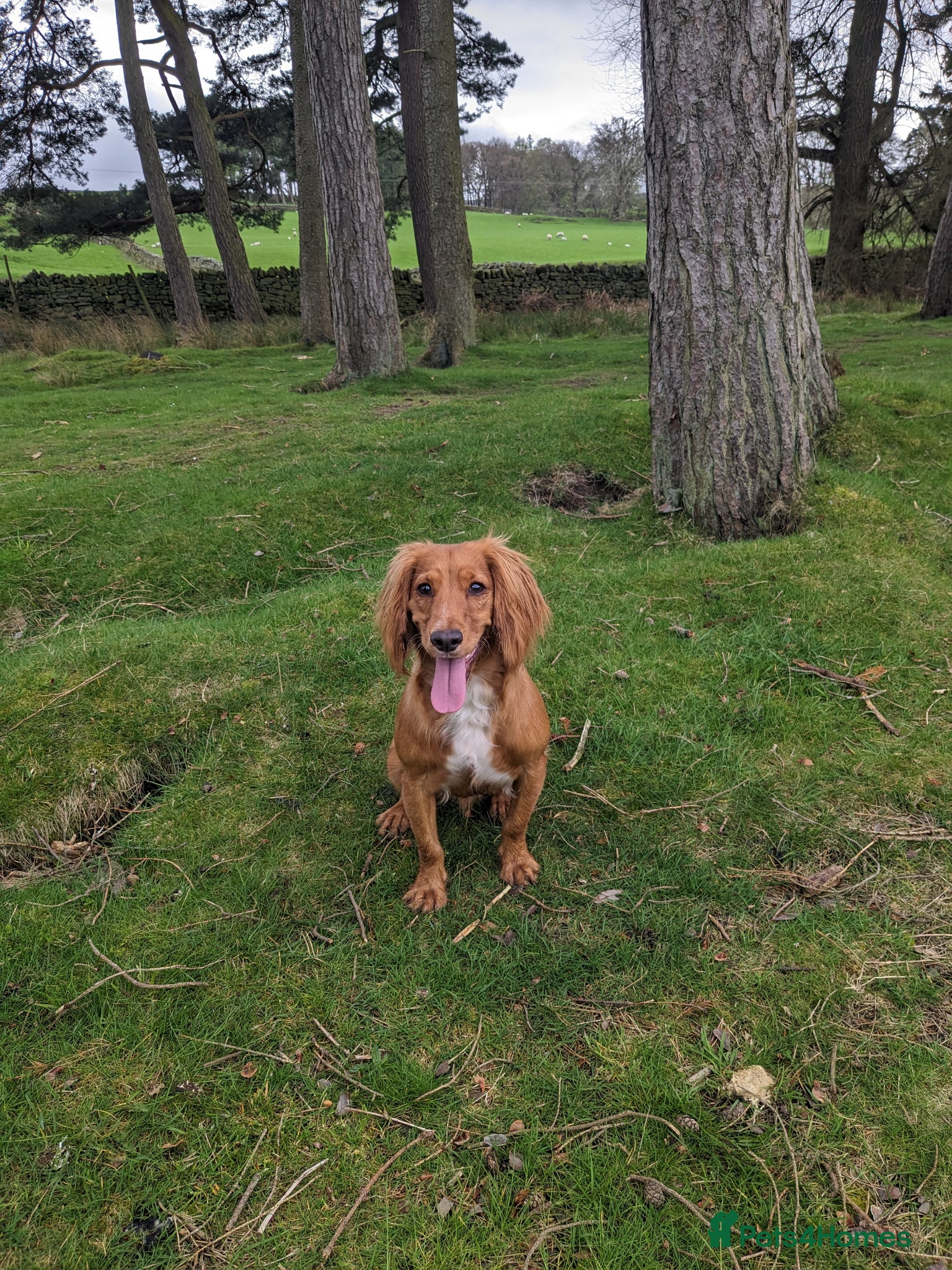 Cocker Spaniel dogs Red cocker spaniel - Advert 13