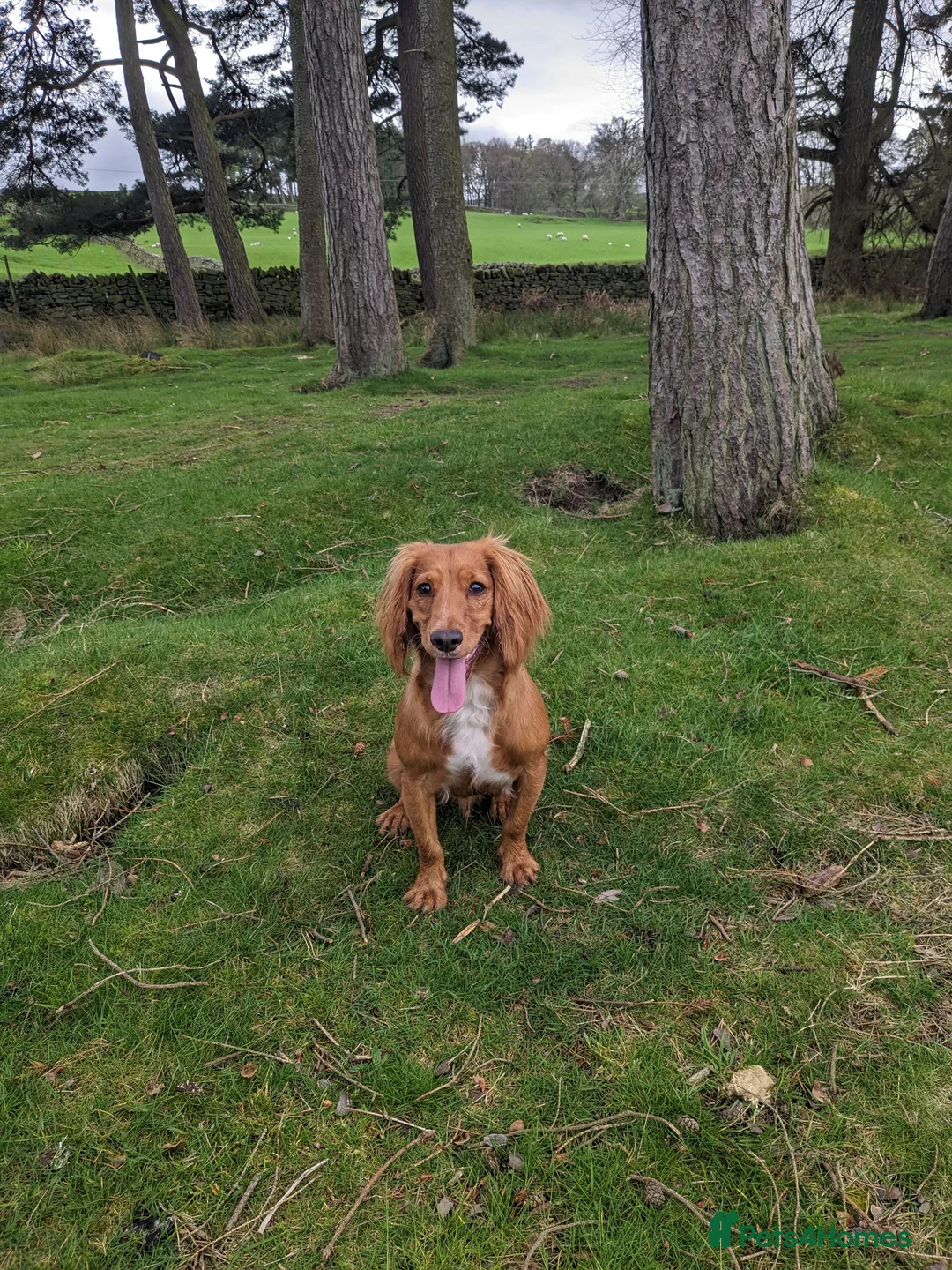 Cocker Spaniel dogs for sale: Red cocker spaniel - Advert 1