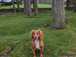 Cocker Spaniel dogs Red cocker spaniel - Advert 13