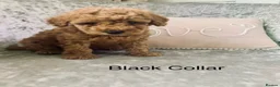 Toy Poodle dogs for sale: 🐩Outstanding Toy Poodle Puppies – Ready to view🐩 - Advert 6