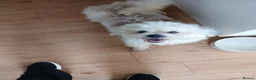 Maltese dogs for sale: beautiful Maltes/Lhasa Apso  - Advert 3
