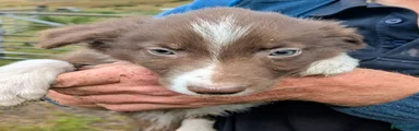 Border Collie 2