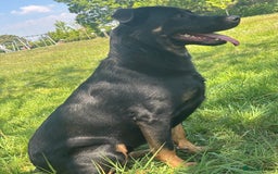Mixed Breed dogs for sale: Shepweiler puppies READY TO RESERVE! - Image 21