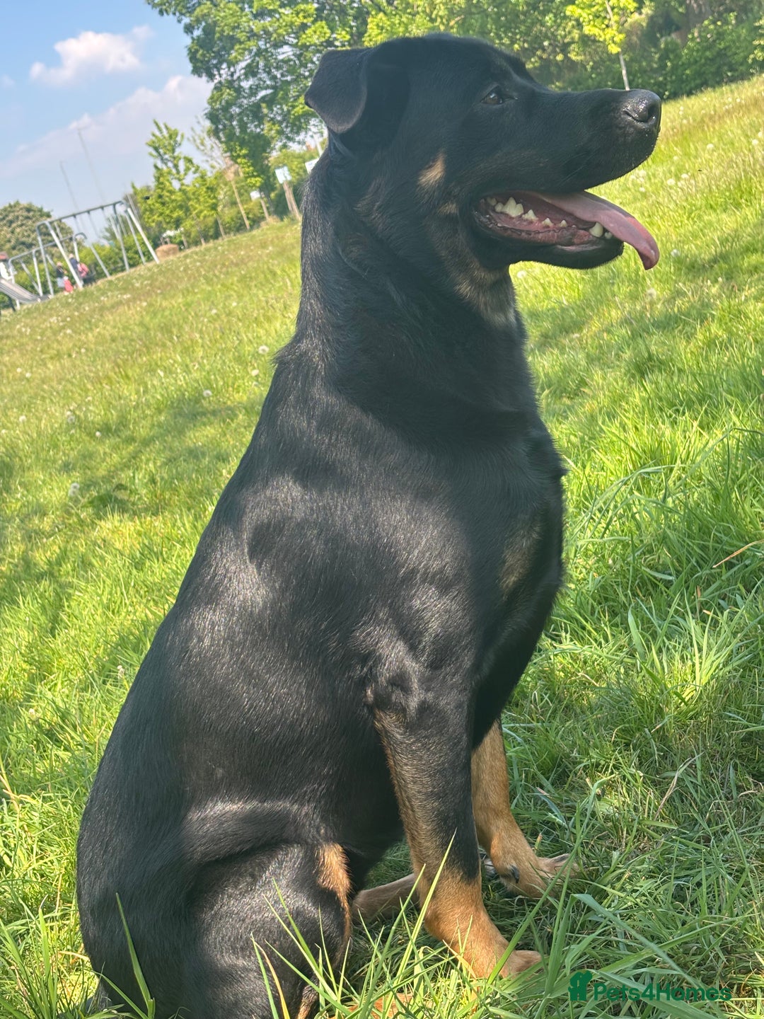 Mixed Breed dogs for sale: Shepweiler puppies READY TO RESERVE! - Image 21