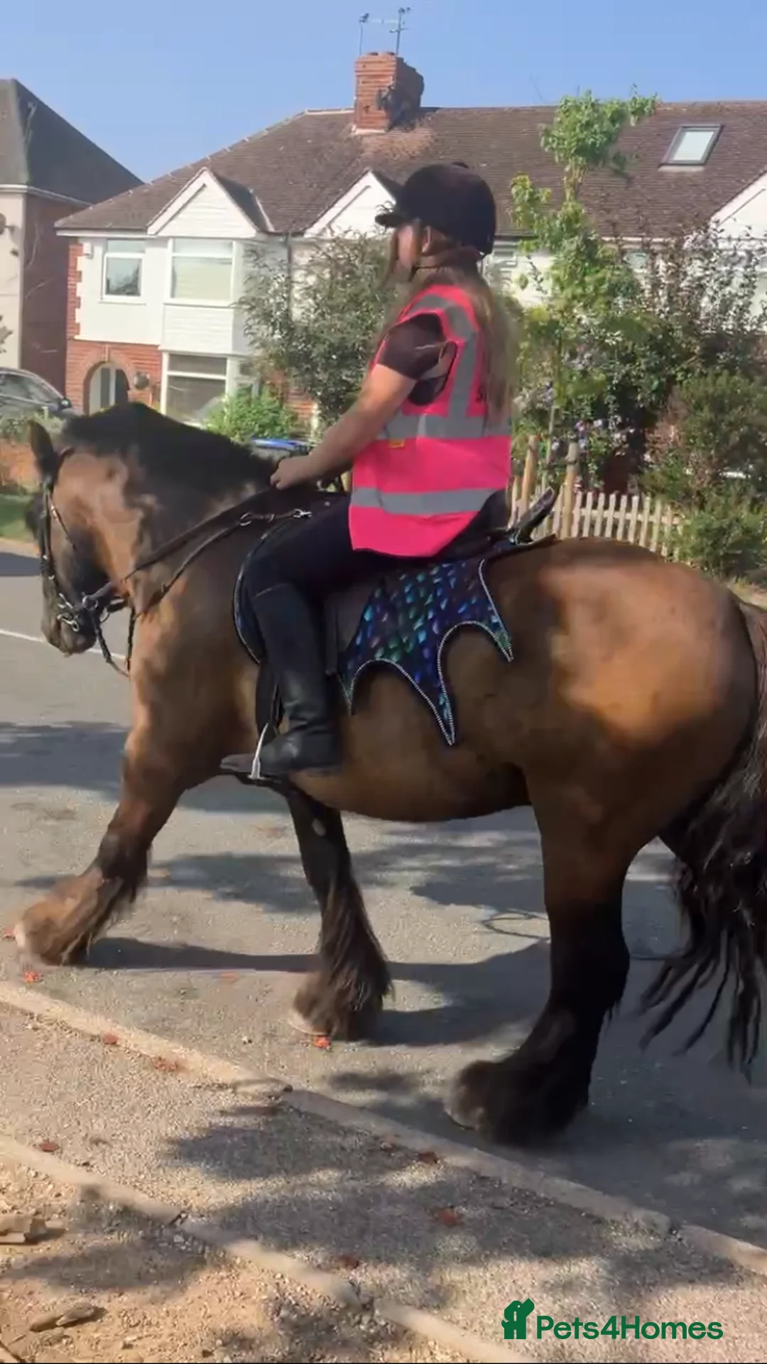 Irish Cob horses for sale: Traditional cob 15’2hh - Advert 7