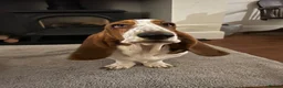Basset Hound dogs for sale: Basset Hound Puppies - Advert 7