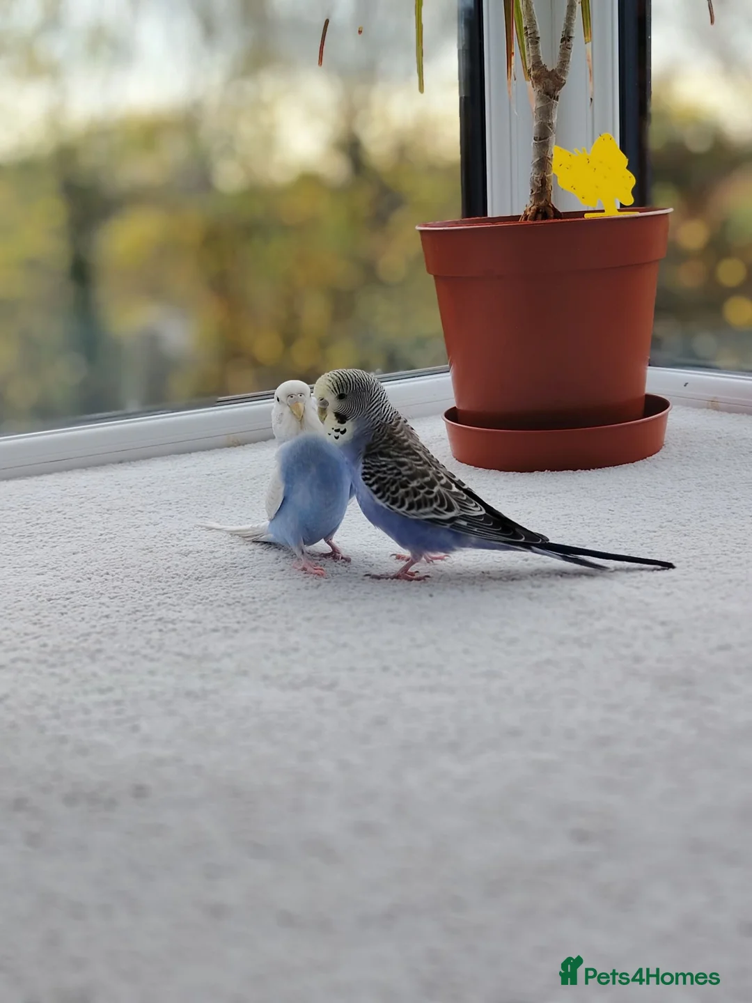 Budgerigars birds for sale: Pair of Budgies with Cage, food, vits etc. in Colchester - Advert 2