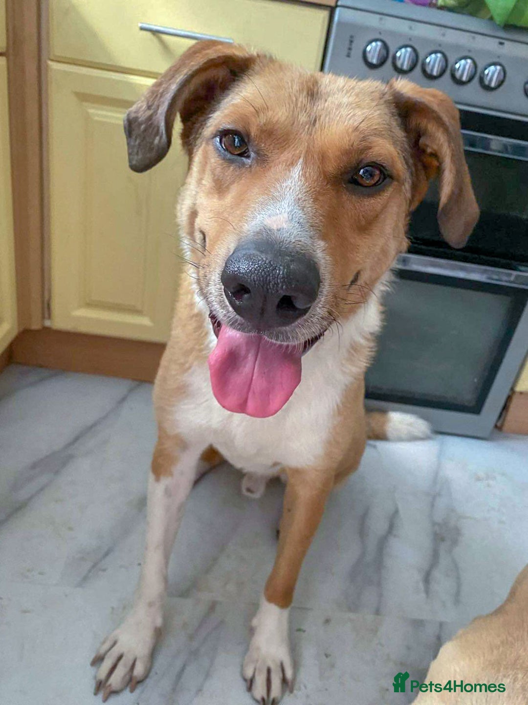 Mixed Breed dogs for adoption: MARSHALL the Marvellous - Image 3