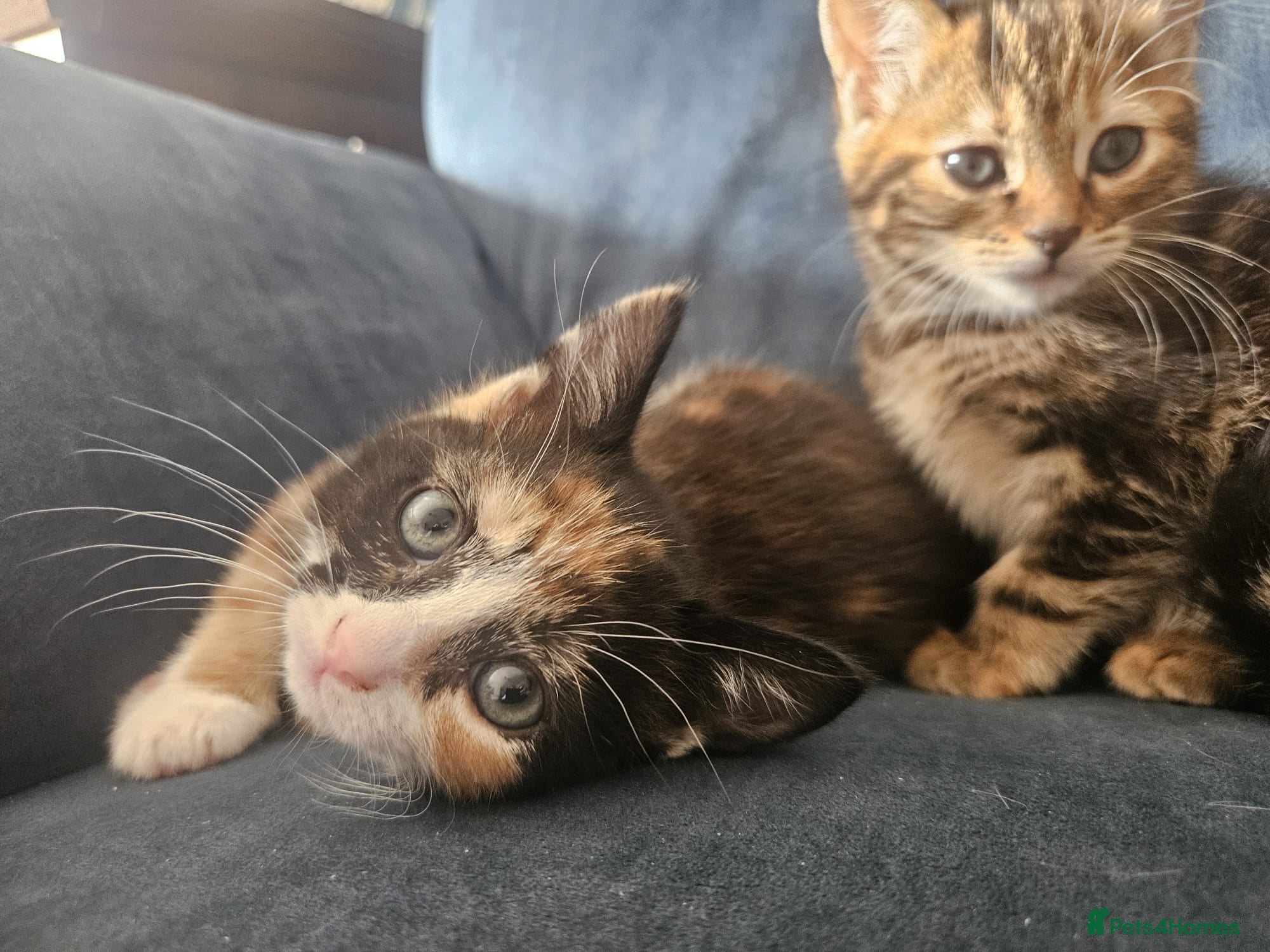 Mixed Breed cats 2 Darling girls  - Advert 1