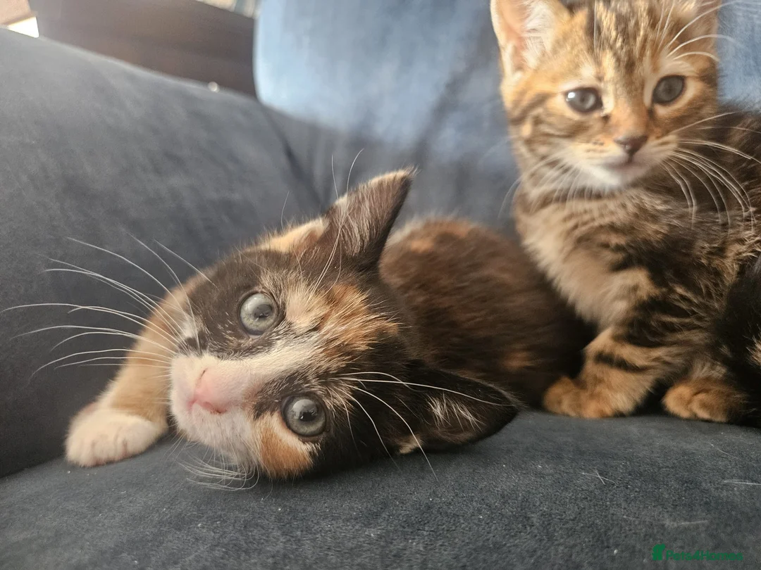 Mixed Breed cats for sale: 2 Darling girls  - Advert 1