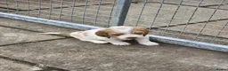 Basset Griffon Vendeen dogs for sale: Griffon grand bassets  - Advert 18