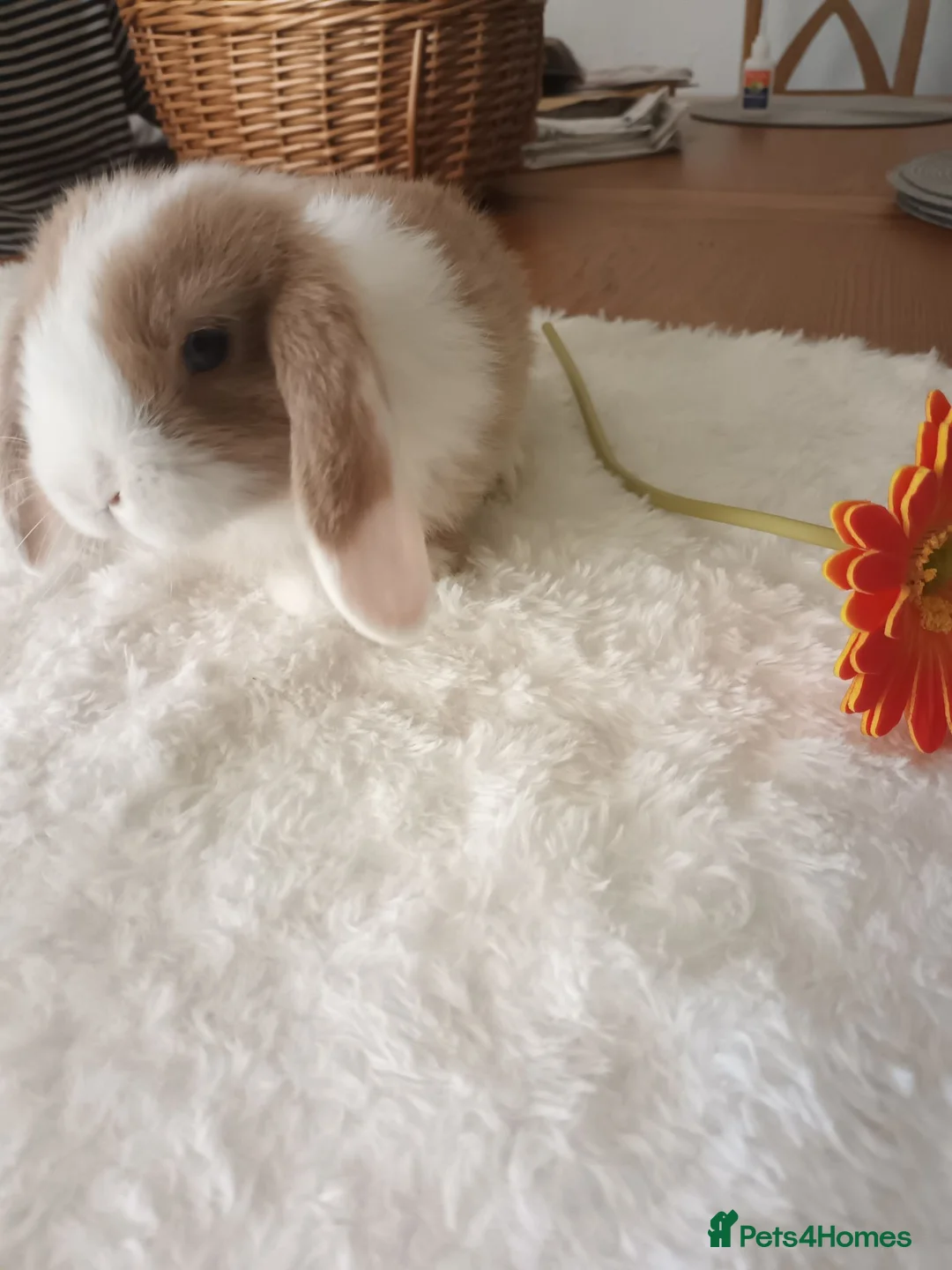 Mini Lop rabbits for sale: Beautiful mini lops - Advert 2