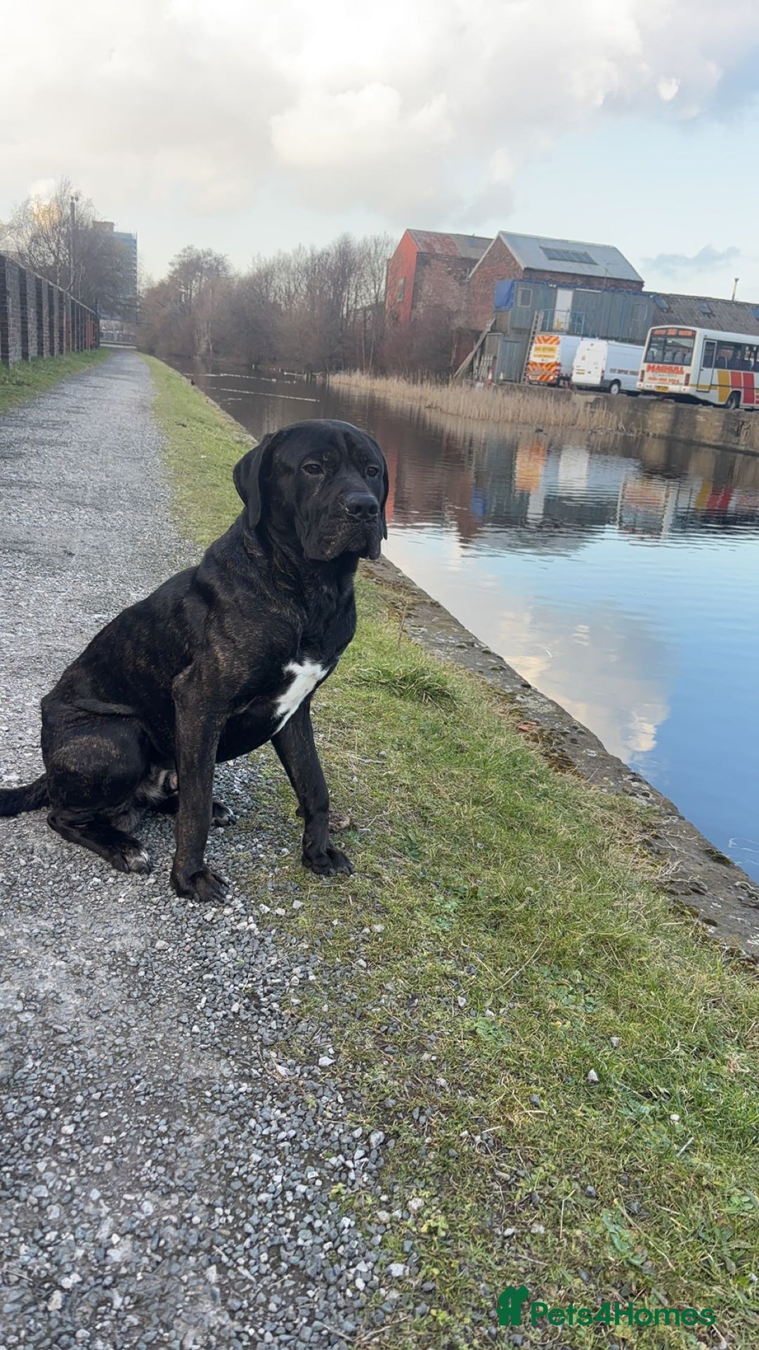 Cane Corso dogs for sale: Rehoming my Cane Corso - Image 1