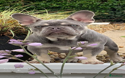 French Bulldog dogs for stud: Proven lilac & tan boy carrying cream & testable - Image 21