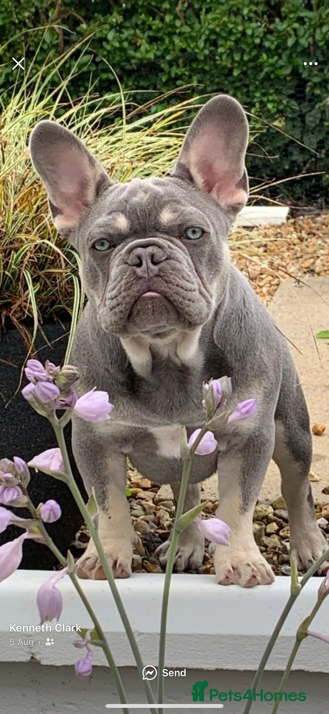 French Bulldog dogs for stud: Proven lilac & tan boy carrying cream & testable - Image 21