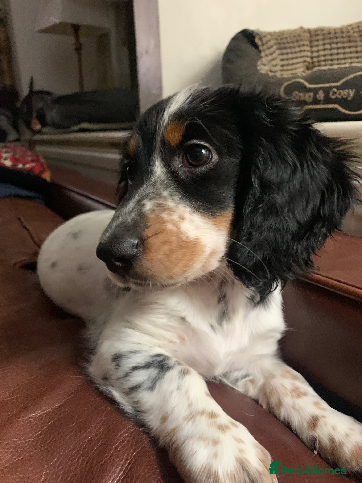 Dachshund dogs Lovely miniature white dachshunds in Kensington  - Advert 18