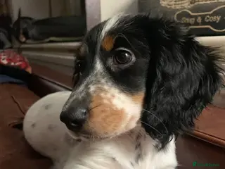 Dachshund dogs Lovely miniature white dachshunds in Kensington - Advert 18