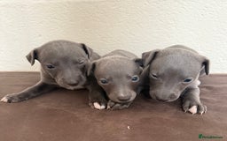 Whippet dogs for sale: 	“KC Reg Blue Boy's  – Absolutely Adorable!” - Image 12
