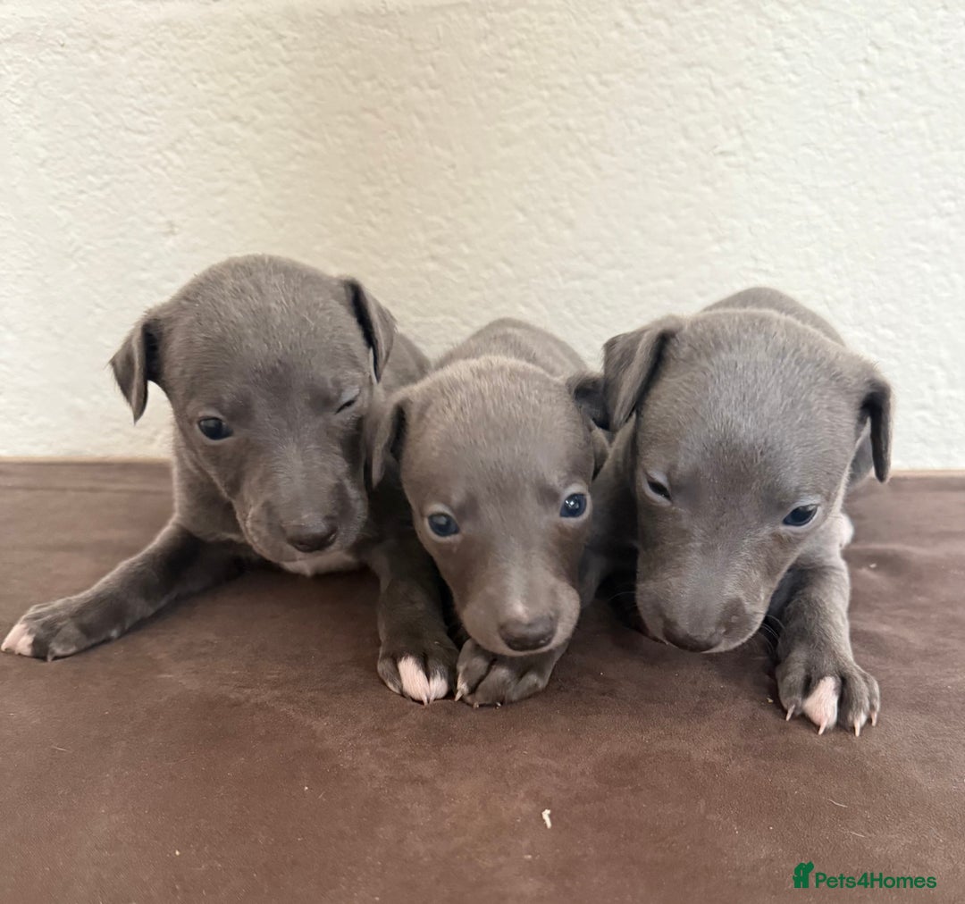 Whippet dogs for sale: 	“KC Reg Blue Boy's  – Absolutely Adorable!” - Image 12