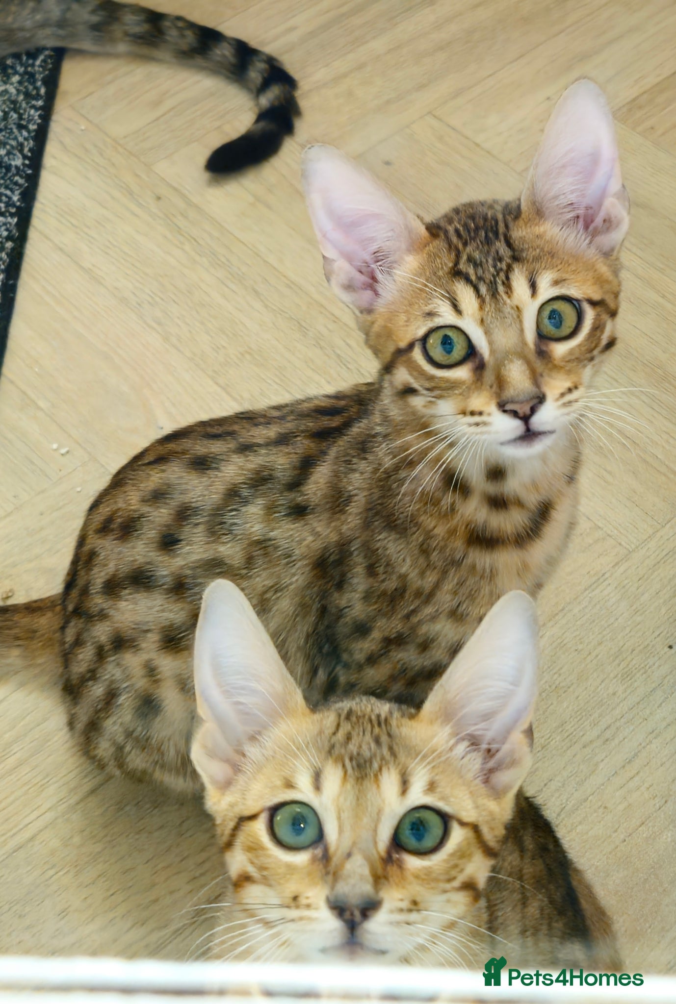 Savannah cats 3 beautilful F5 Savannah kittens - Advert 1