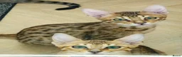Savannah cats for sale: 3 beautilful F5 Savannah kittens - Advert 3