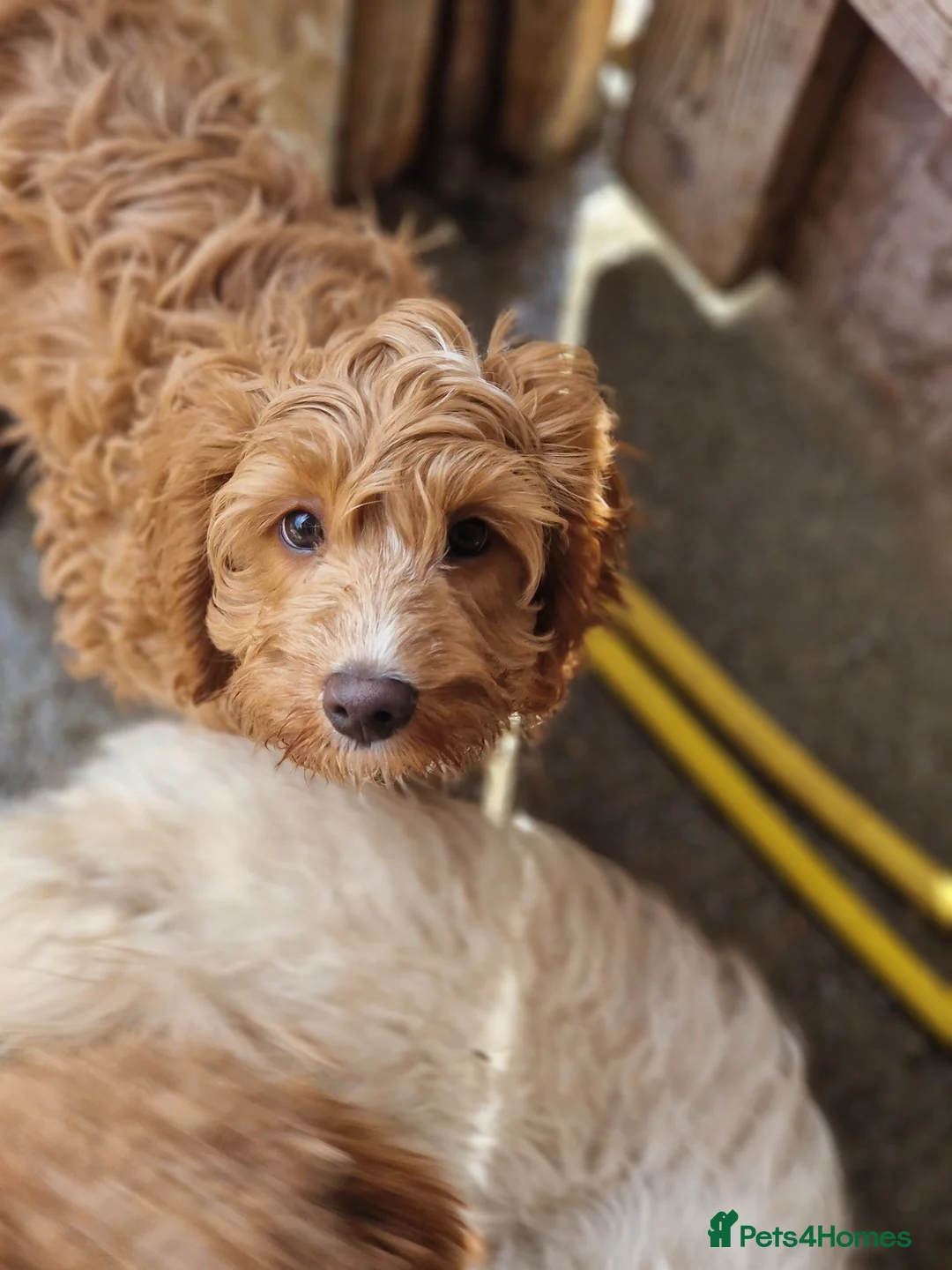 Cavapoo dogs for sale: Fox red stunning cavapoo puppies  - Advert 2