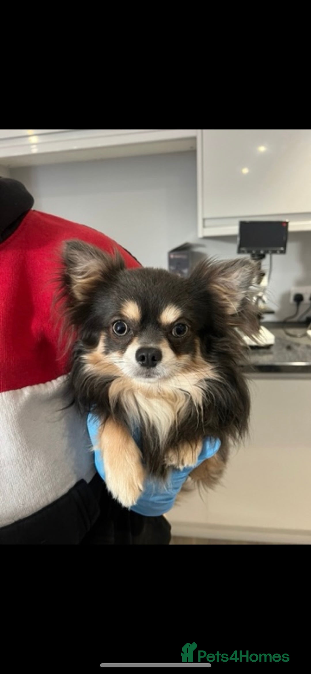 Chihuahua dogs for stud: Blue n tan small chihuahua stud carrying chocolate in Harpenden - Advert 2