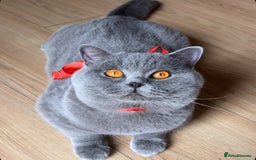 British Shorthair cats for sale: ✨Top quality lilac British shorthair✨ - Image 10