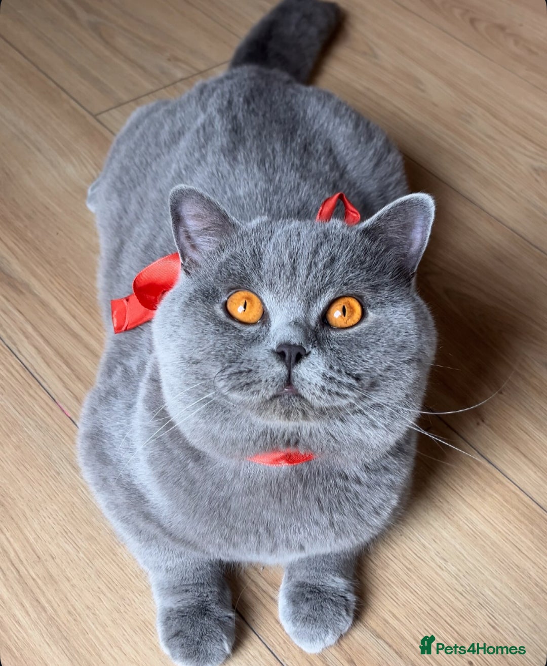 British Shorthair cats for sale: ✨Top quality lilac British shorthair✨ - Image 10