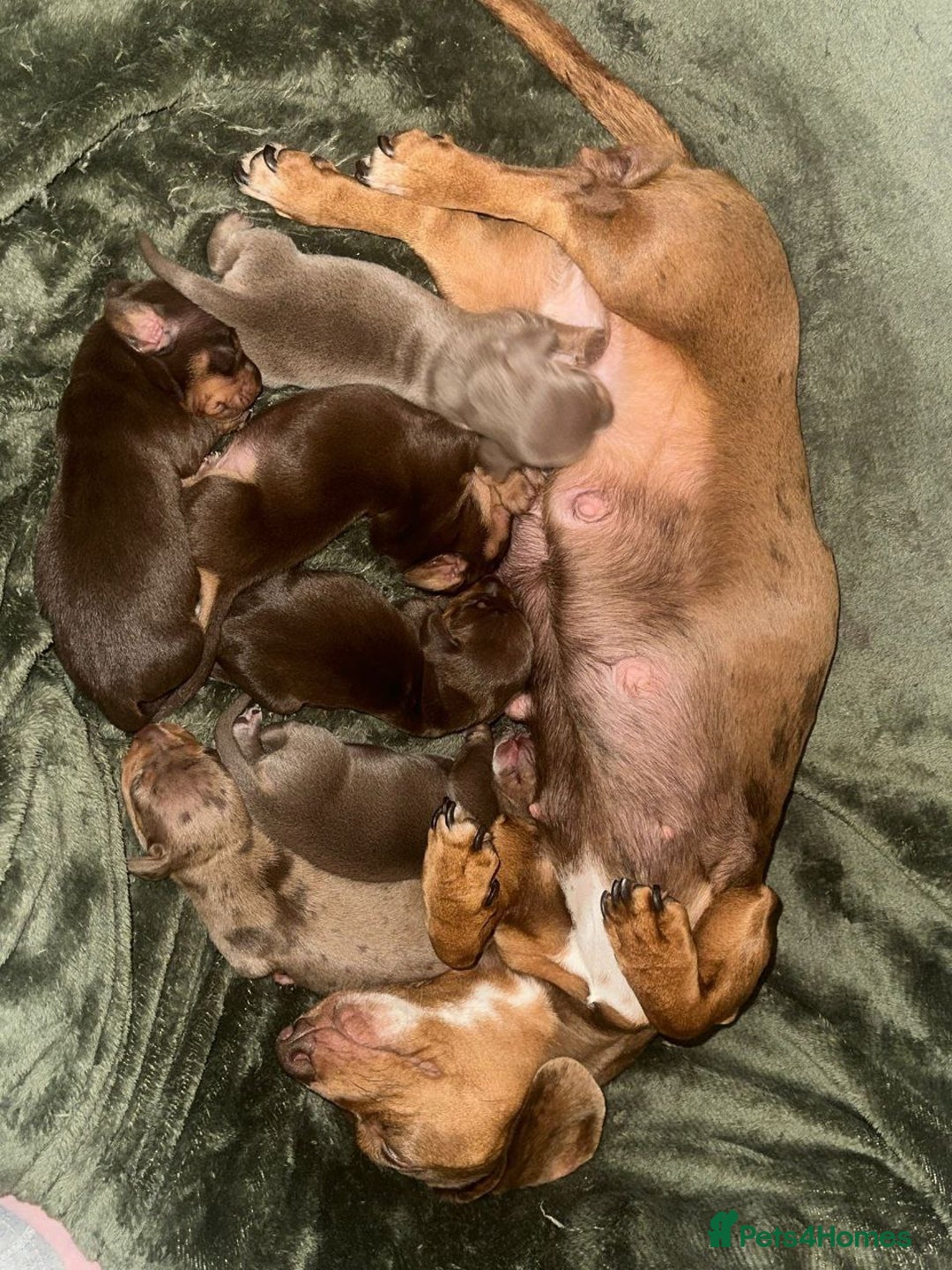 Miniature Dachshund dogs for sale: STUNNING MINIATURE DACHSHUND PUPPIES - Advert 2