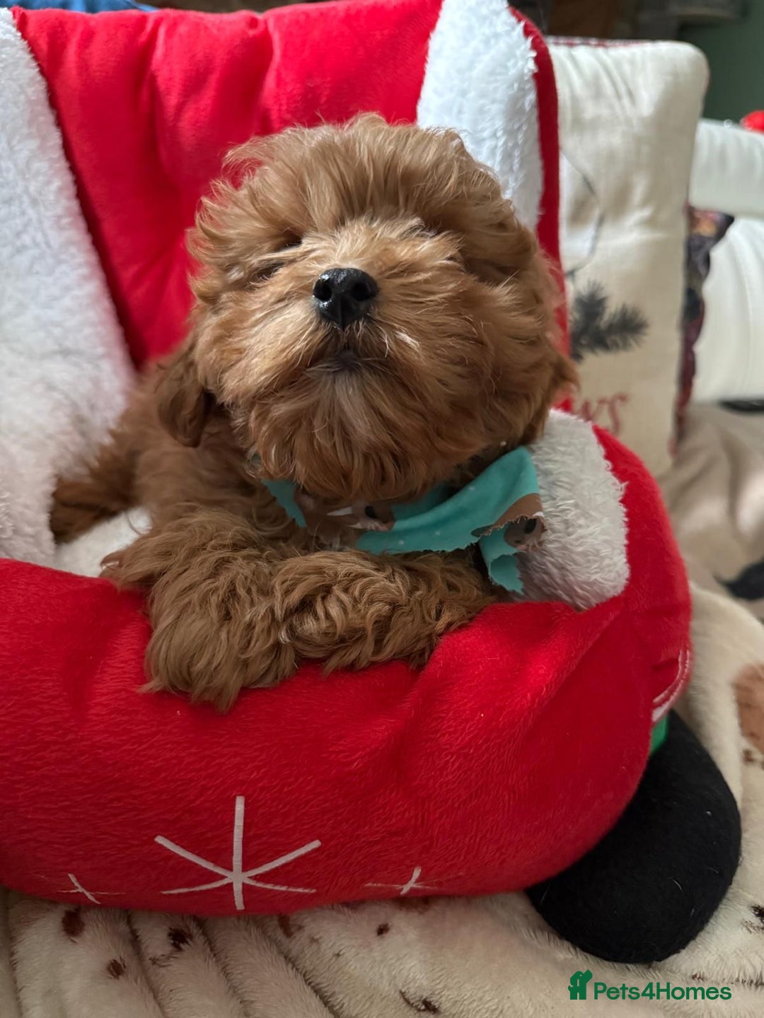 Cavapoo dogs for sale: Stunning Tiny Toy Cavapoos  - Advert 6