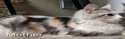 Mixed Breed cats for sale: Female - mix Maine Coon - Advert 13