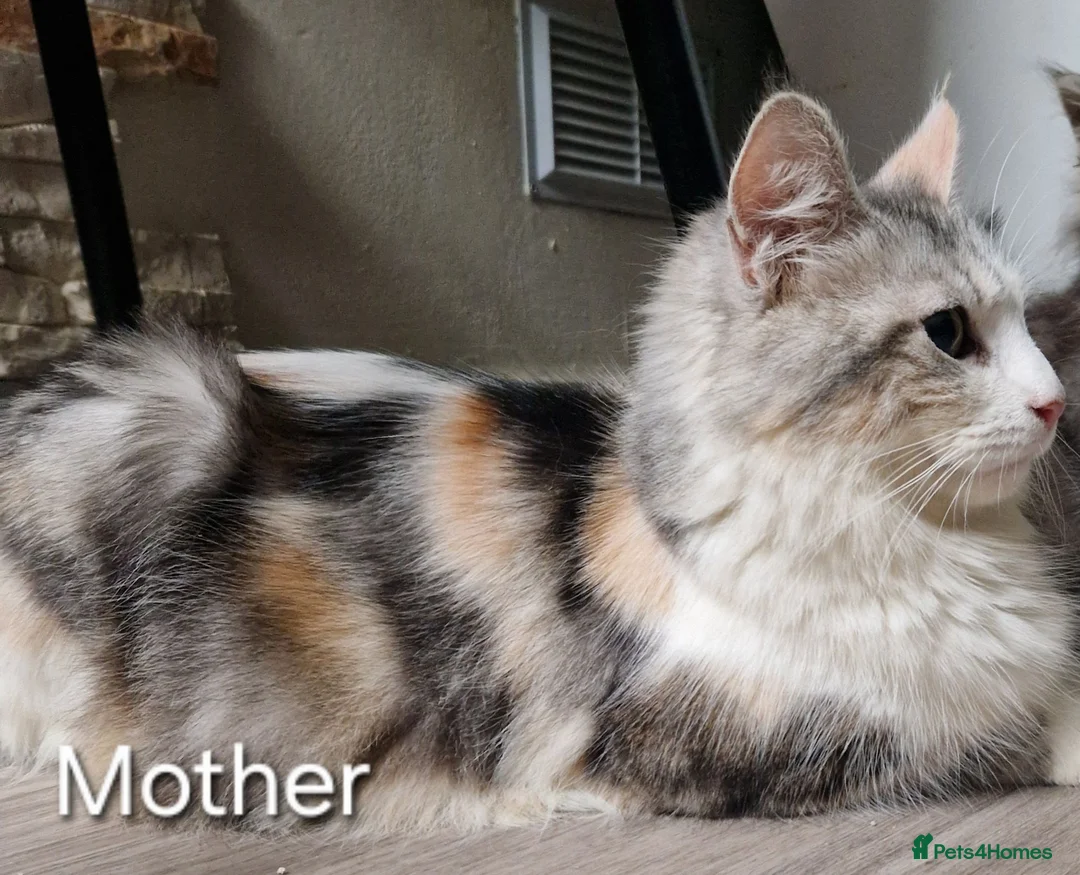 Mixed Breed cats for sale: Female - mix Maine Coon - Advert 13