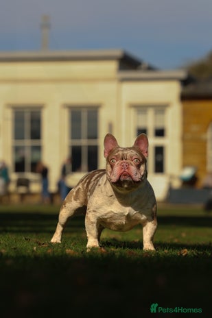 French Bulldog dogs for stud in Northampton - Advert 2