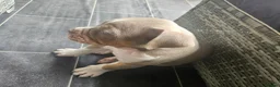 Olde English Bulldogge dogs for sale: Olde english bulldog - Advert 14