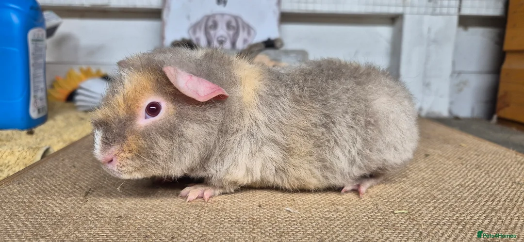 Guinea Pig rodents for sale: Baby teddy guinea pigs - Advert 6