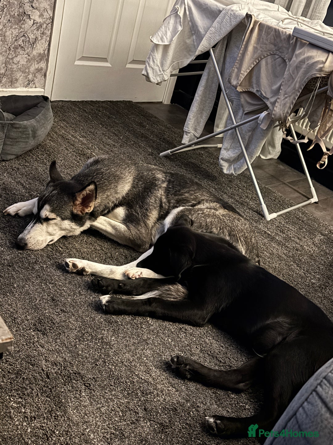 Mixed Breed dogs for sale: Huskypoo - Advert 4