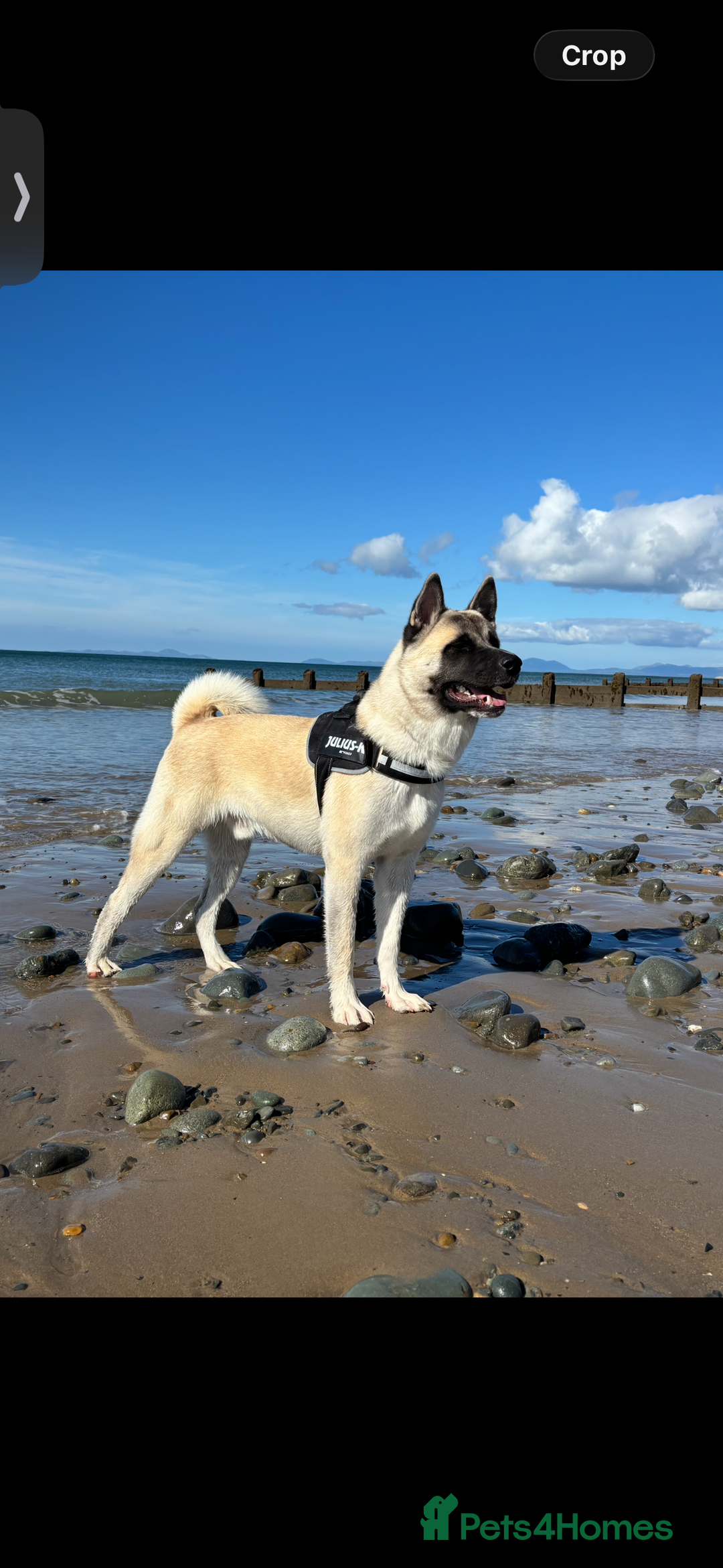 Mixed Breed dogs for sale: King needs a home  - Advert 3