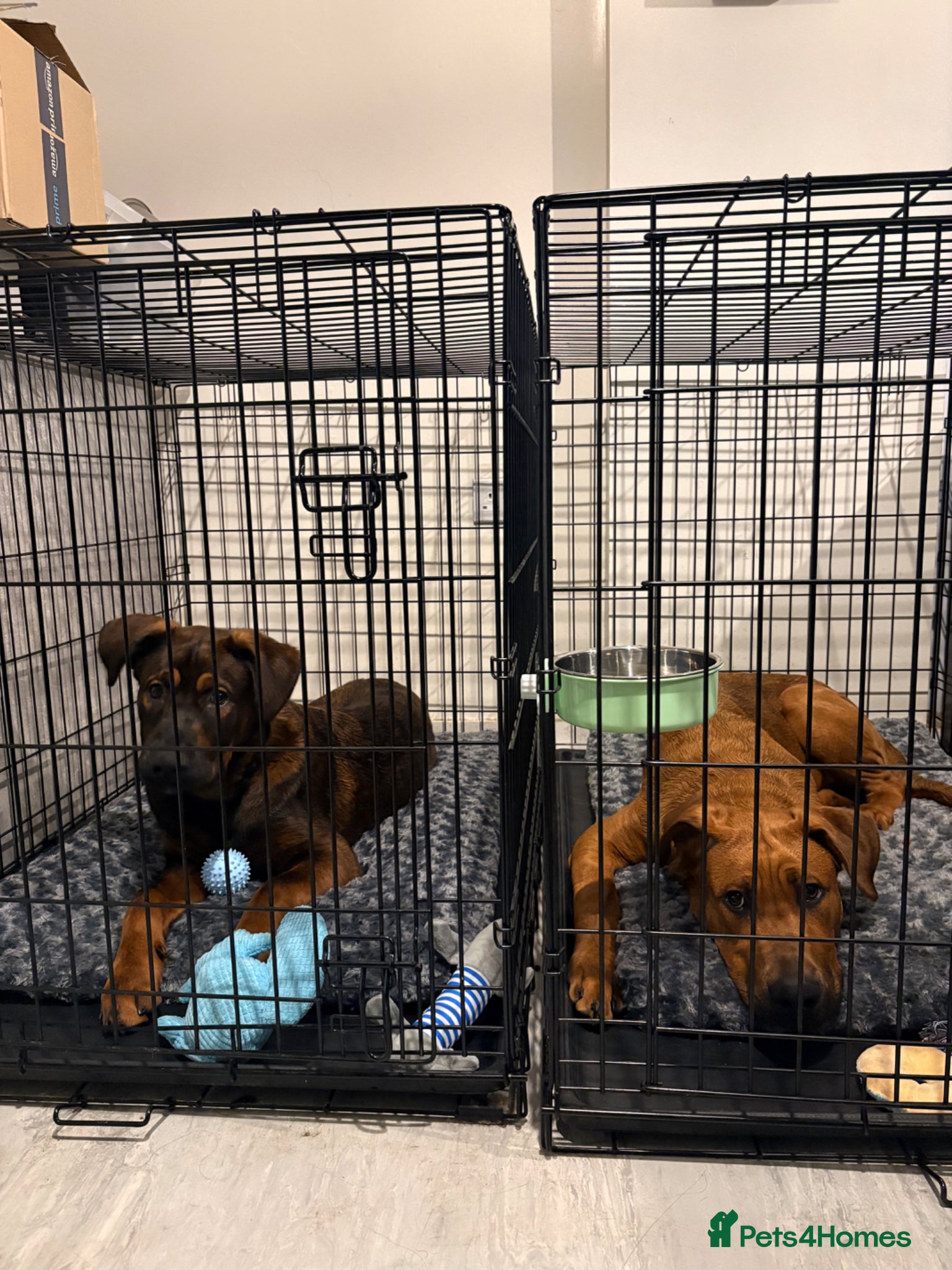 Mixed Breed dogs for sale: Creed & Kane  - Advert 8