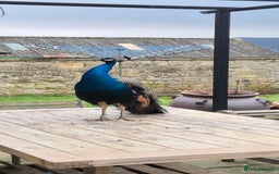 Peafowl poultry for sale: Pair of male peacocks age 1 and 2 - Image 2