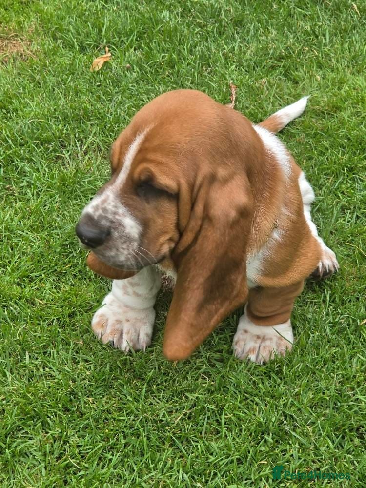 Basset Hound dogs Basset hound pups kc reg.European lines - Advert 2
