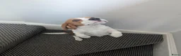 Beagle dogs for stud: Baxter - 2 Year Old Beagle for Stud - Advert 12