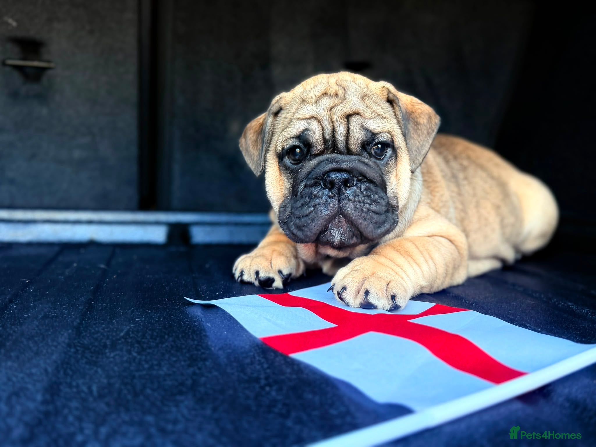 English Bulldog dogs Quality English bulldogs - Advert 1