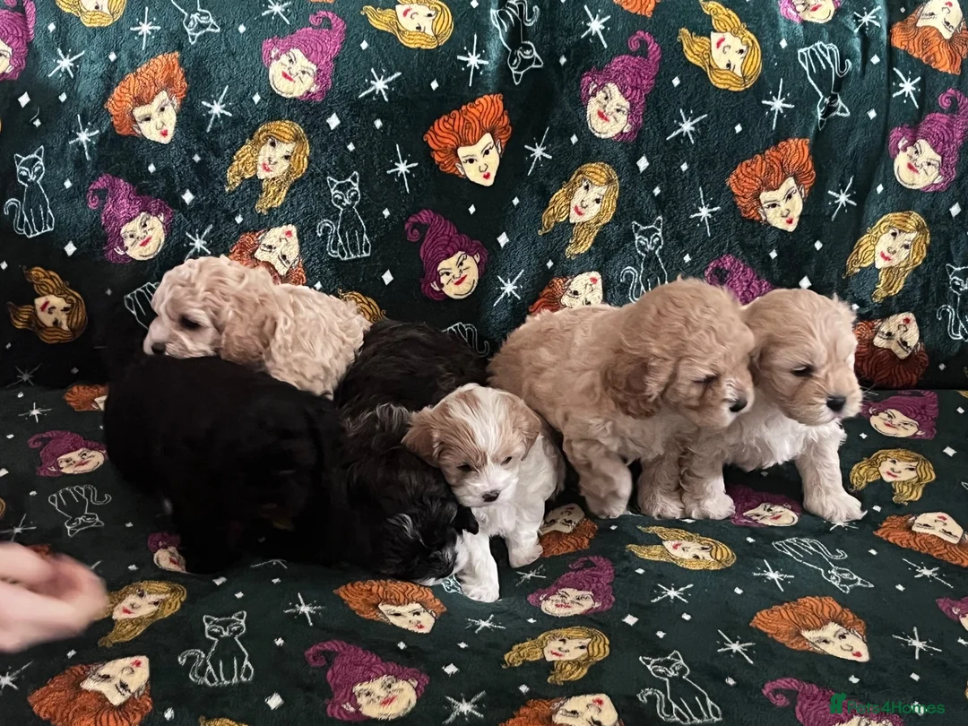 Mixed Breed dogs for sale: 6 gorgeous Cavapoochon puppies for sale 🐶💙✨💕 - Advert 15