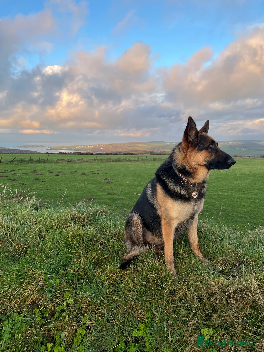 German Shepherd dogs for stud: KC Reg German Shepherd Proven Stud in Welshpool - Advert 5